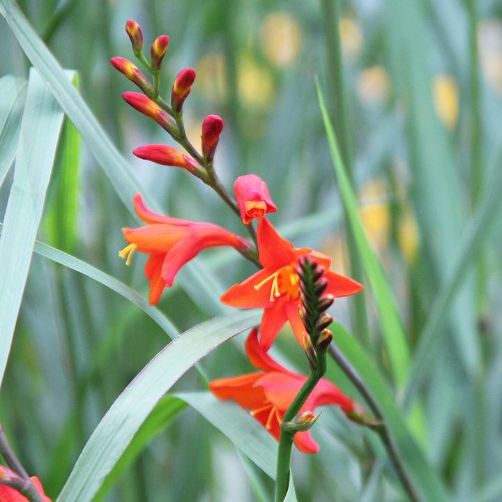 Immagine prodotto Zulauf Crocosmia croc.(x) 'Red King' / Monbretie 'Red King' (30 cm)