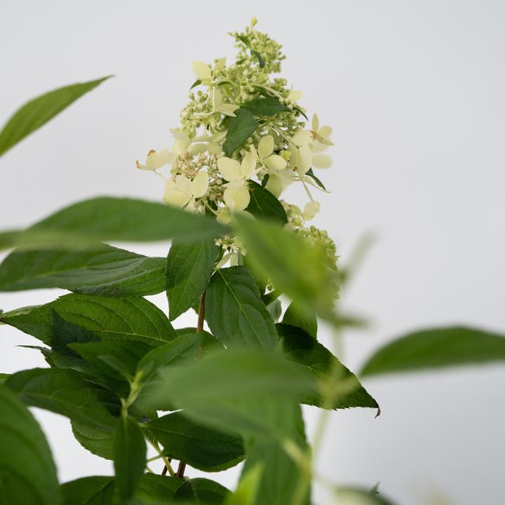 Image du produit Plant in a Box Hydrangea paniculata 'Confetti' - Hortensia (25 cm)