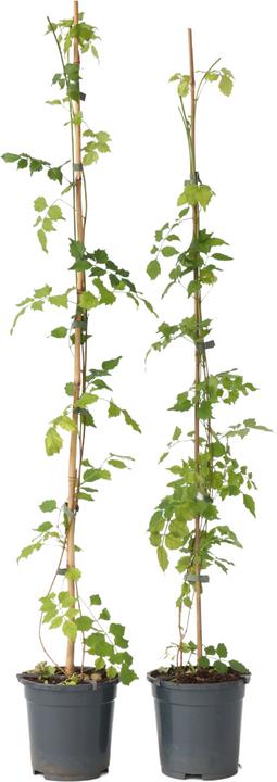 Actual product image Plant in a Box Campsis radicans - set of 2 trumpet climbers (110 cm)
