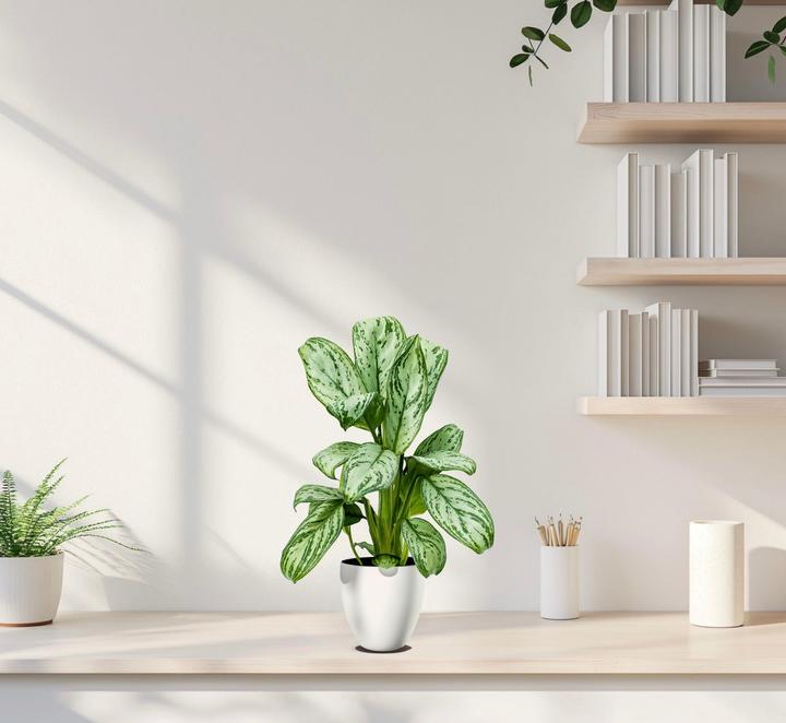 Actual product image Mahaloplants Aglaonema Maria Christina (35 cm)