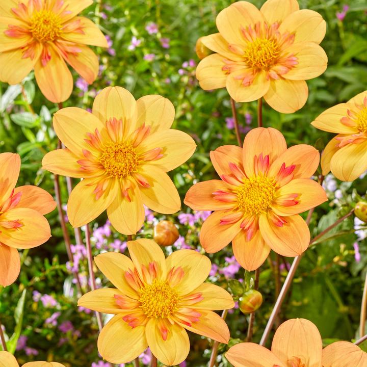Produktbild Plant in a Box Dahlia Kelsey Annie Joy - 3er Set Dahlien (10 cm)