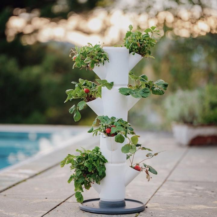 Actual product image Gusta Garden Sisi Strawberry (27 cm)