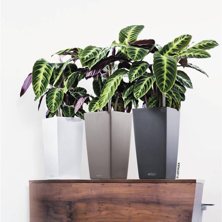 Produktbild Lechuza Cubico Color (29.50 cm)