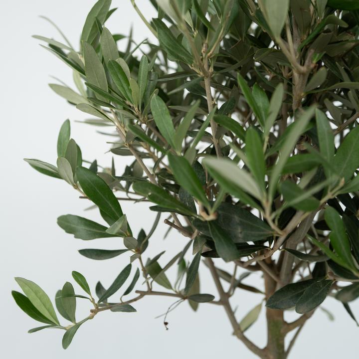 Produktbild Plant in a Box Olea Europaea (45 cm)