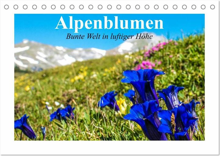 Produktbild Alpenblumen. Bunte Welt in luftiger Höhe (Tischkalender 2025 DIN A5 quer), Monatskalender (A5, Deutsch)
