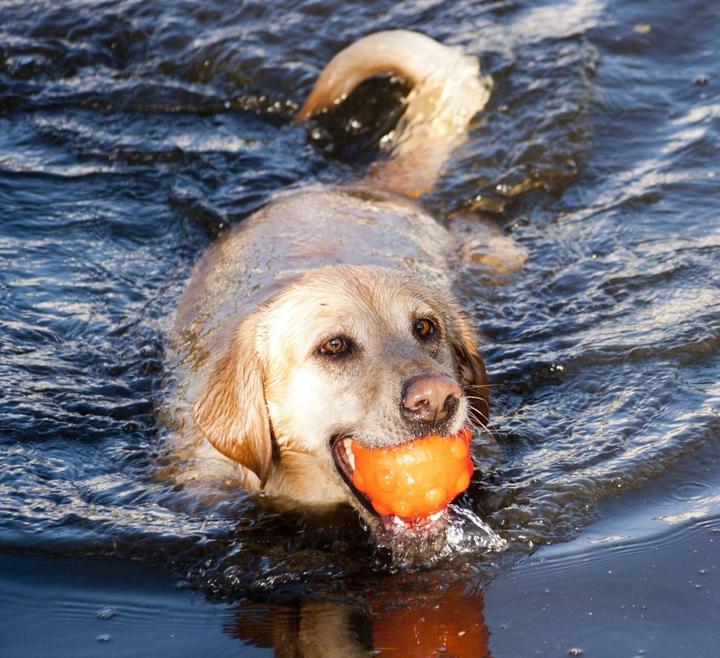 Actual product image Jolly Pets Jumper Ball Orange 10cm - (JOLL080N) (Ball toy dog)