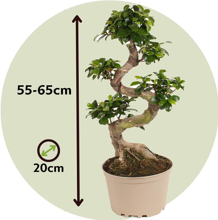 Produktbild Plant in a Box Ficus microcarpa Ginseng - S- Shape Bonsai (65 cm)
