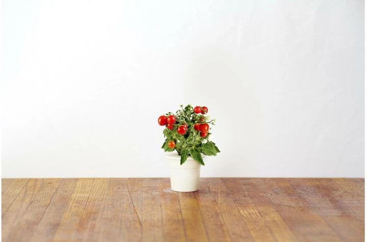 Immagine prodotto Click and Grow Mini Pomodori (Semi di verdura)