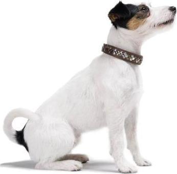 Produktbild Hunter Arizona Up Braun für Hunde 32 (32, Hund, Hundesport)