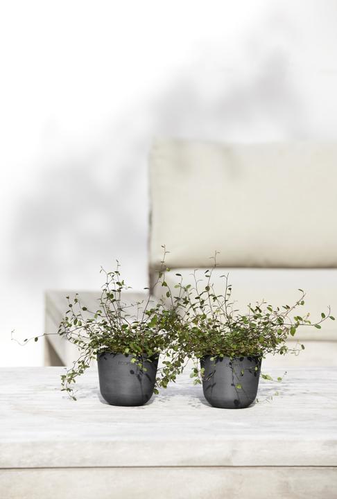 Immagine prodotto Ecopots Oslo Mini (11.50 cm)