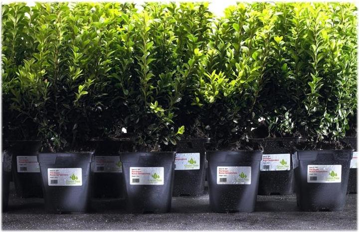 Produktbild Avery Wetterfeste Folien-Etiketten