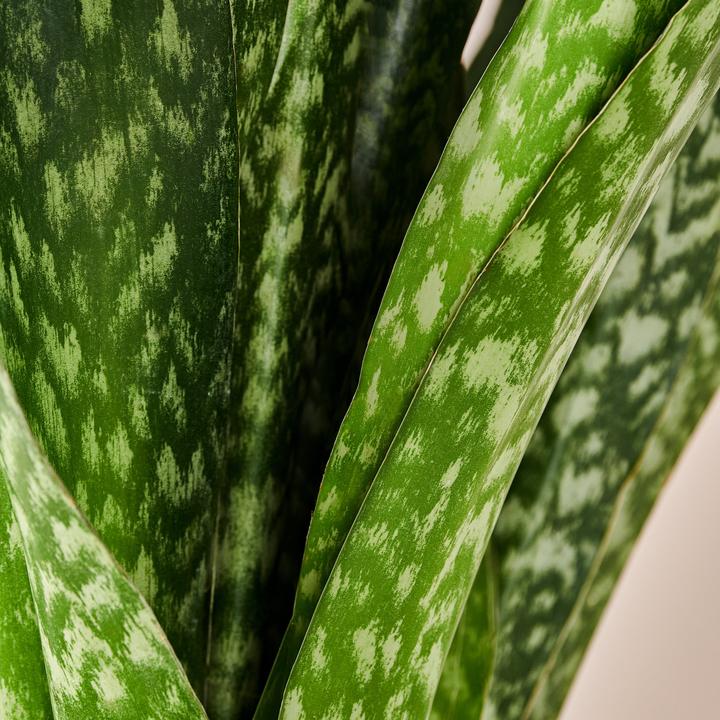 Produktbild Mary and Plants Jiboia Snake Terrakotta (95 cm)
