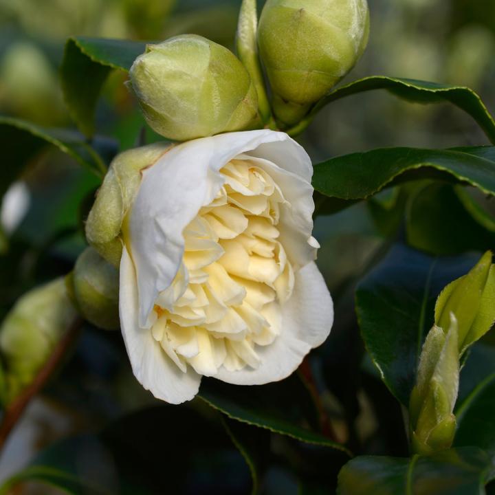 Produktbild Plant in a Box Camellia japonica Brushfield Yellow - 2er Set Japanische Rosen (50 cm)