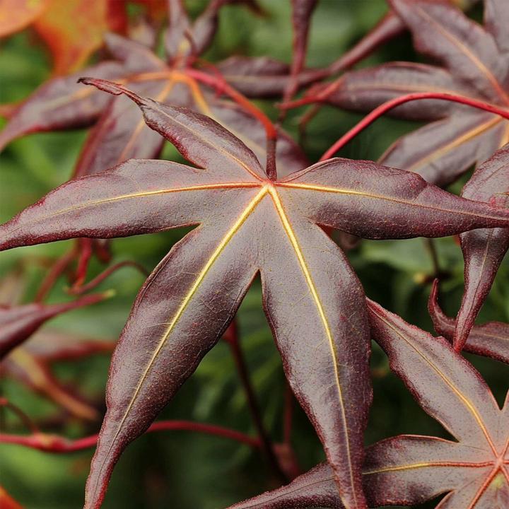 Produktbild Plant in a Box Acer palmatum 'Starfish' - Ahorn Baum (60 cm)