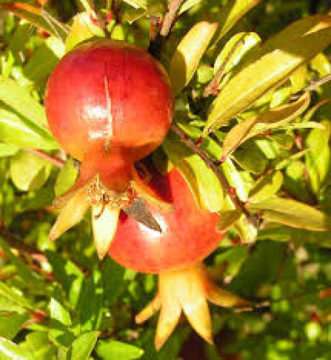 Immagine prodotto Tropica Melograno nano (Bomba da seme)