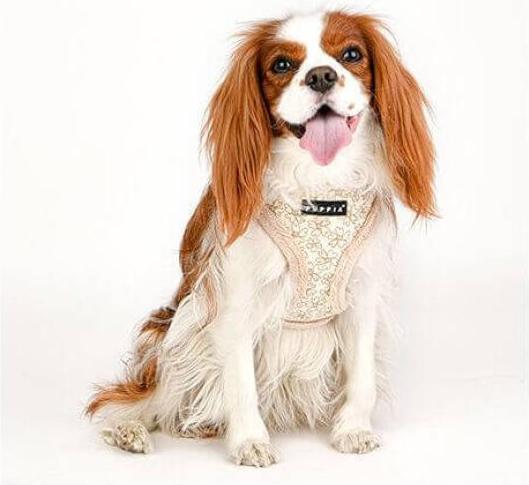 Produktbild Puppia Hepatica Harness Beige M (M, Hund)