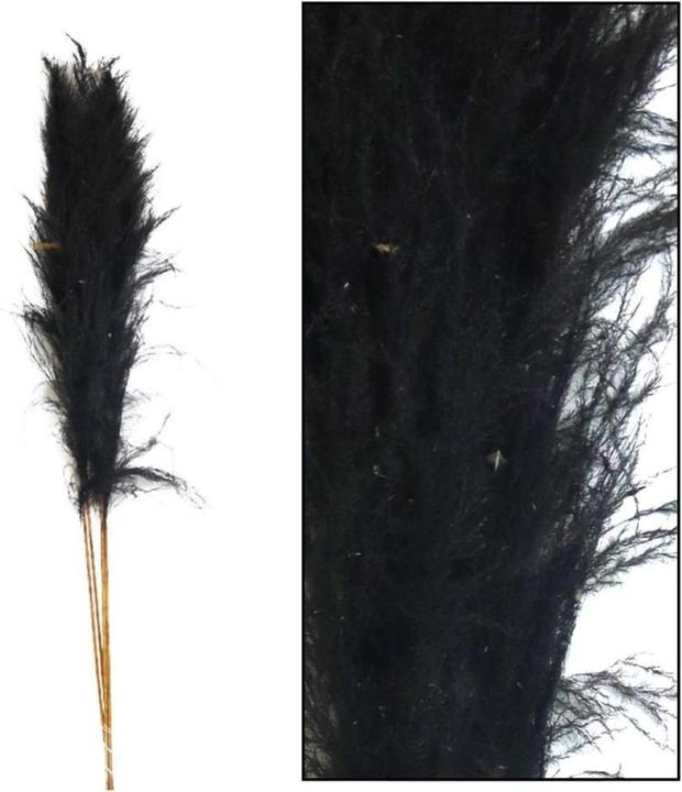 Immagine prodotto Dijk Erba della Pampa Sem (Erba della pampa)