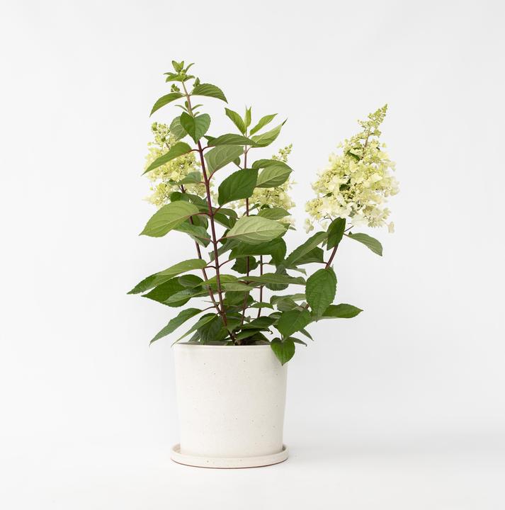 Actual product image Plant in a Box Hydrangea paniculata 'Candlelight' - Hydrangea (25 cm)