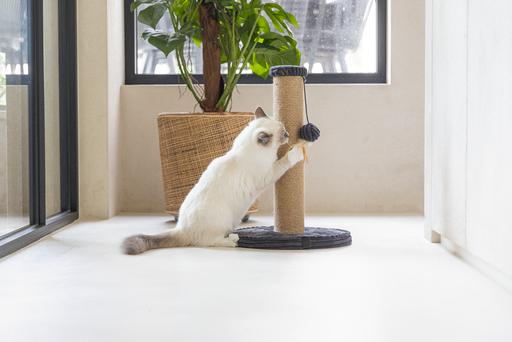 Actual product image Designed by Lotte Scratching post (50 cm, Charcoal)