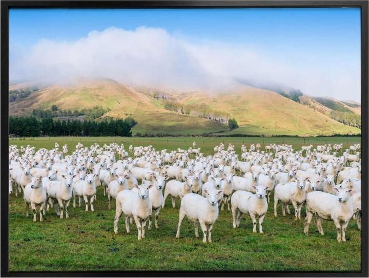 Immagine prodotto Trenddeko Il gregge di pecore (60 x 50 cm)