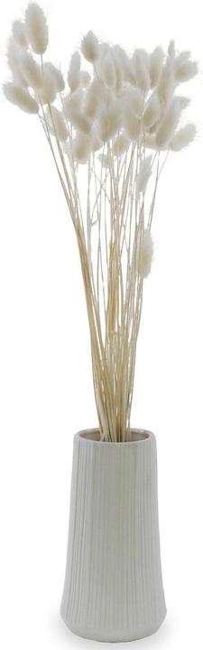 Actual product image Soli Collection Dried flowers Lagurus 50-60 cm, White (Dried flowers)
