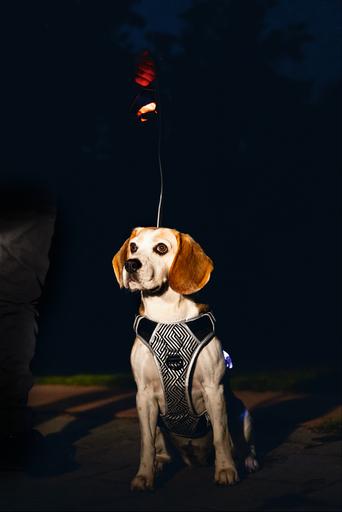 Immagine prodotto Beeztees Imbracatura di sicurezza a Y (Cane, Generale)