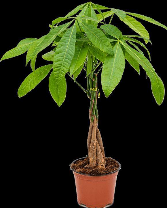 Image du produit Mahaloplants Glückskastanie (45 cm, Respectueux des animaux)