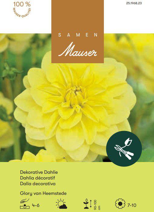 Image du produit Samen Mauser Dahlia nénuphar Glory van Heemstede (Graines de fleurs)