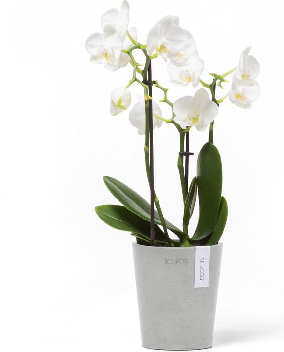 Actual product image Ecopots Morinda (11 cm)