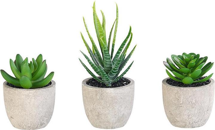 Carlo Milano Deko-Sukkulenten-Set (5 cm)