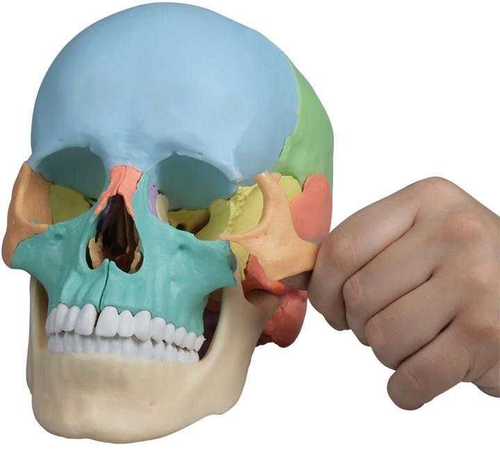 Image du produit Erler Zimmer Modèle de crâne ostéopathique, 22 pièces