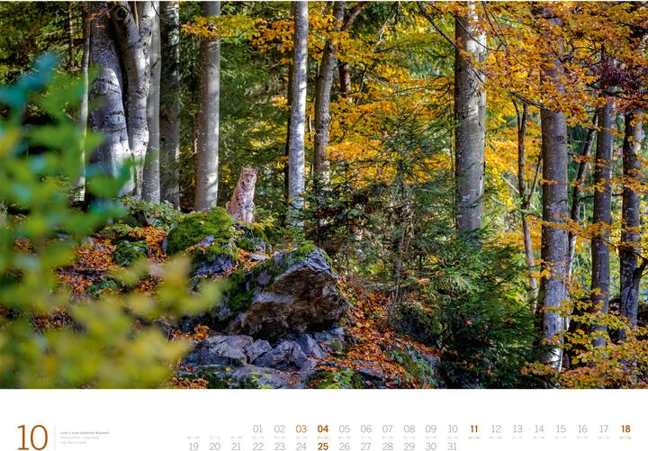 Image du produit Wald - Gallery Kalender 2026 (66 x 50 cm, Couverture rigide, Anglais, Allemand)