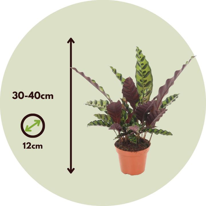 Image du produit Plant in a Box Calathea lancifolia - Set de 2 marantes en osier (30 cm)