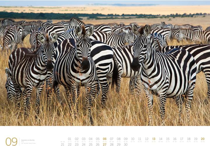 Produktbild Afrika - Gallery Kalender 2026 (66 x 50 cm, Harter Einband, Englisch, Deutsch)