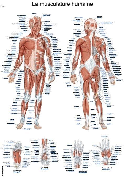 Produktbild Erler Zimmer Lehrtafel La musculature humaine, 50x70cm
