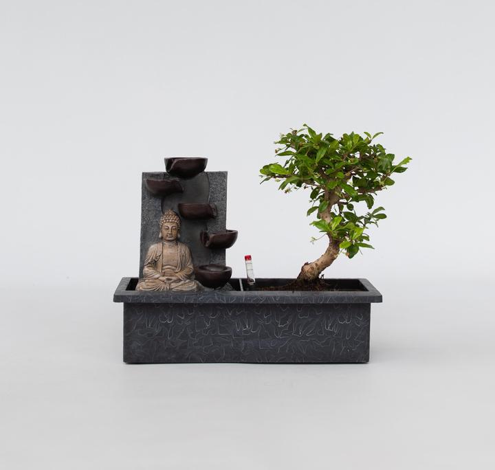 Image du produit Plant in a Box Bonsaï Ligustrum, Carmona, Ficus Retusa, Syzygium, Sageretia - Bonsaï système d'eau Bouddha (35 cm)