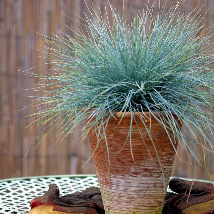 Produktbild Plant in a Box Festuca glauca 'Elijah Blue' - 6er Set Blaugrünes Schwingel (10 cm)