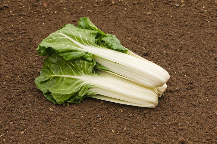 Actual product image Living Seeds Chard, Smooth Silver 3 (Vegetable seeds)