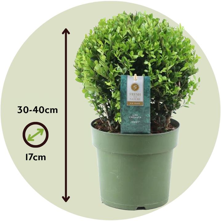 Immagine prodotto Plant in a Box Ilex crenata 'Jenny' - Agrifoglio giapponese (30 cm)