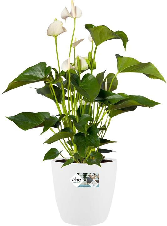 Actual product image Elho Brussels rolls (46.50 cm)