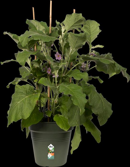 Actual product image Elho Green Basics (19 cm)