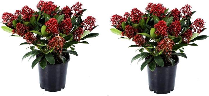 Plant in a Box Skimmia japonica 'Rubella' - (35 cm)