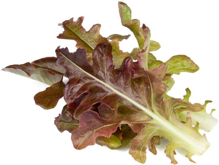 Click and Grow Spustelėkite ir padidinkite Smart Refill Raudona eikenblad Sla 3 vnt.