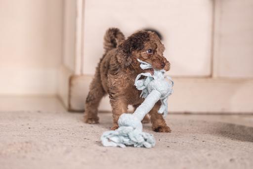 Image du produit Beeztees Puppy Corde à jouer Pim (Jouet à mâcher pour chien)