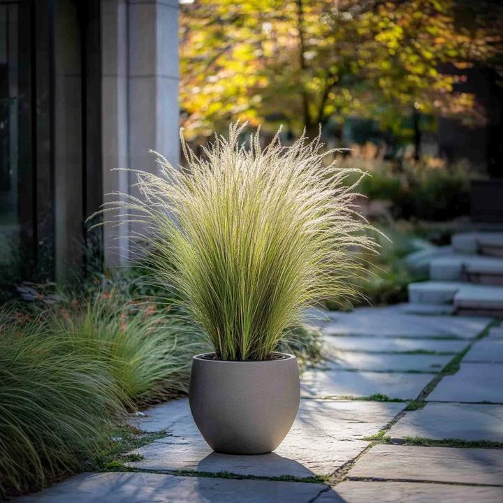 Actual product image Plant in a Box Stipa tenuifolia 'Pony Tails' - Set of 3 ornamental feather grasses (20 cm)