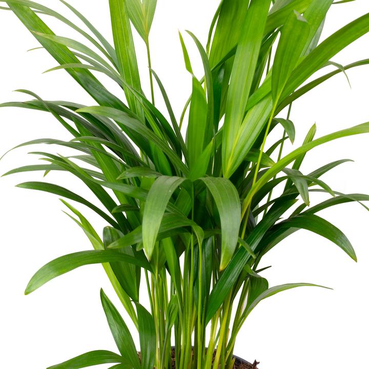 Image du produit Flowerbox Palmier à fruits d'or - Areca Dypsis Lutescens (55 cm)