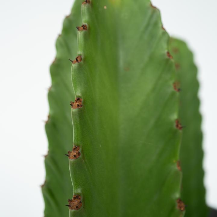 Actual product image Plant in a Box Euphorbia ingens - Cowboy cactus (40 cm)