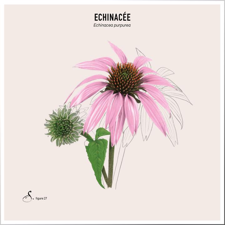 Produktbild Sekoya Echinacea + | Gegen Erkältungen (120 Stück, Tabletten)