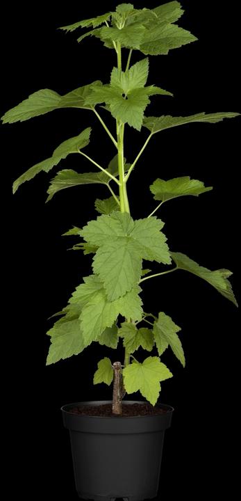 Immagine prodotto Ribes Kristin (80 cm)
