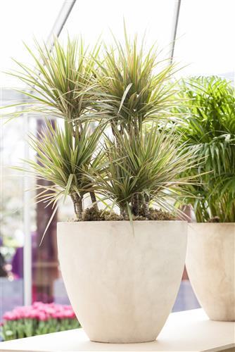 Actual product image Dragon tree marginata (70 cm)